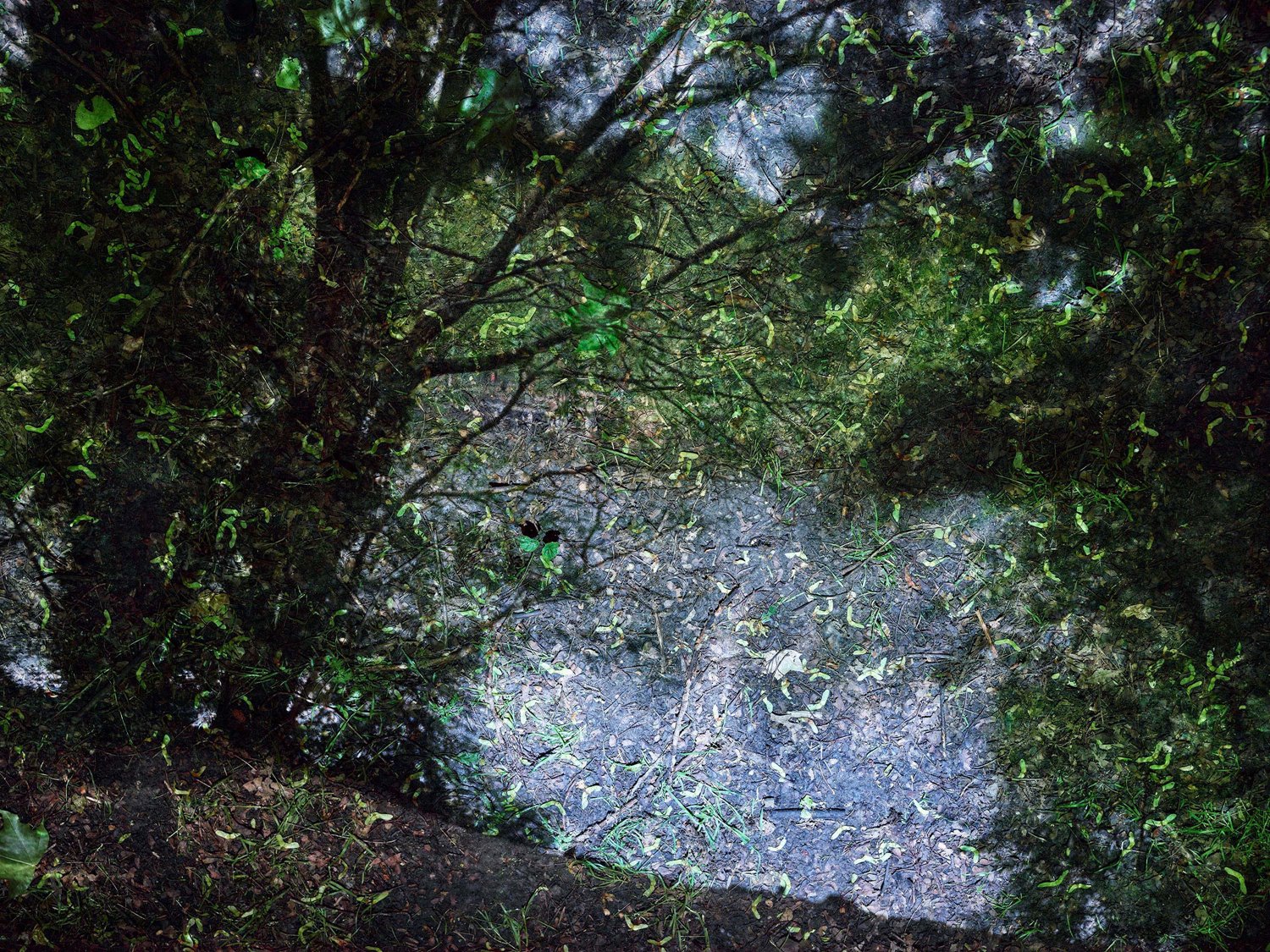 Pond in Hampstead Heath